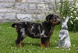 BEAUCERON - PUPPIES 237